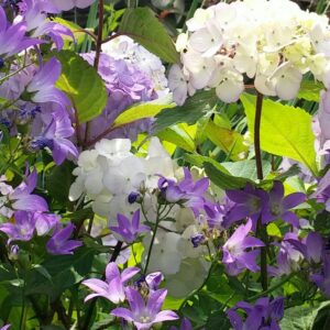 Hortensie/Glockenblume